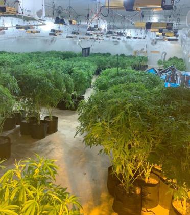 Over 100,000 marijuana plants were confiscated in an multi-agency operation headed by the Oklahoma Bureau of Narcotics Tuesday. The operation came as a result of an investigation of black market marijuana sales. Photo / Provided