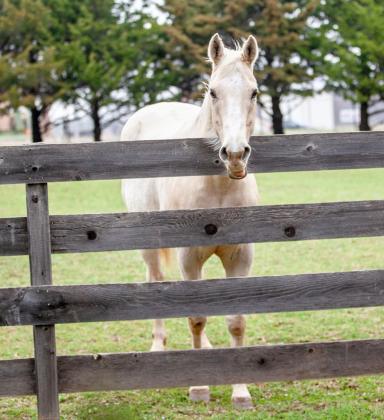 Osa is one of the horses living on the Mollie Spencer Farm through the Blaze’s Tribute equine fostering program. The program will be highlighted in the latest installment of Coffee &amp; Conversation at Mollie Spencer Farm Saturday. Photo / Provided