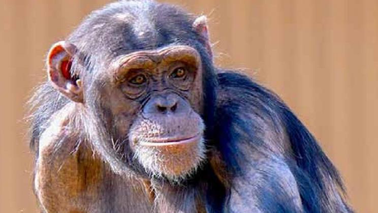 The Oklahoma City Zoo has announced that Nia, one of their female chimpanzees and an endangered species, is pregnant. Nia’s baby is anticipated to be born later this fall. Photo provided.