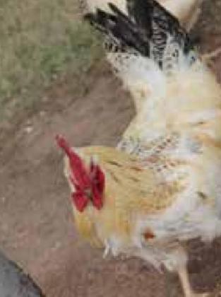 A healthy chicken struts its stuff on a Canadian County hobby farm. Bird Flu has reached Oklahoma, potentially making backyard chickens vulnerable. Photos by Carol Mowdy Bond.