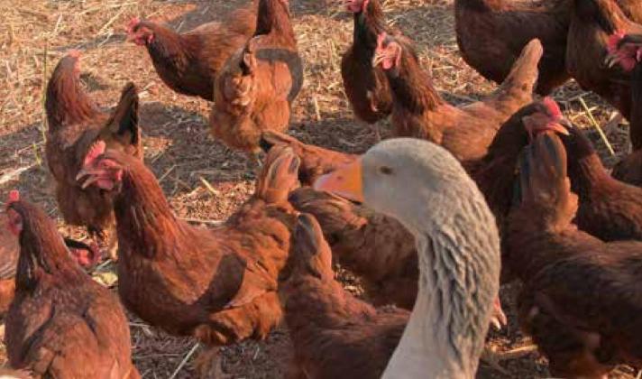 A Canadian County backyard poultry producer’s healthy flock enjoys the sunshine. Backyard producers may want to be aware of the current Bird Flu outbreak.