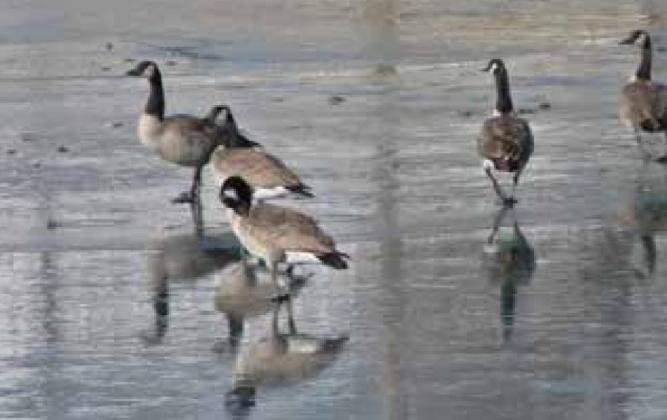 Walking on an icy Canadian County pond, Canada Geese are common in the county. As migratory birds, they could potentially carry Bird Flu. Photo by Carol Mowdy Bond.