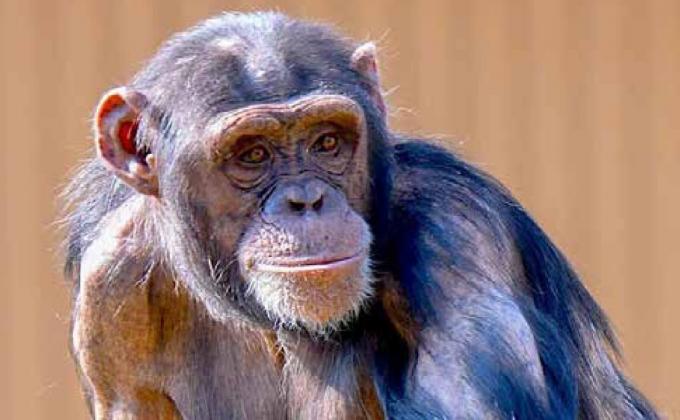 The Oklahoma City Zoo has announced that Nia, one of their female chimpanzees and an endangered species, is pregnant. Nia’s baby is anticipated to be born later this fall. Photo provided.