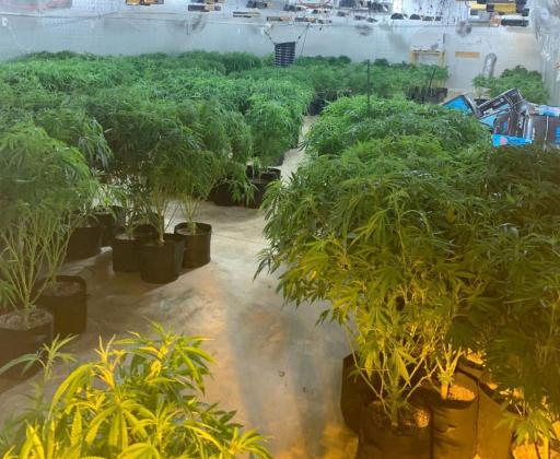 Over 100,000 marijuana plants were confiscated in an multi-agency operation headed by the Oklahoma Bureau of Narcotics Tuesday. The operation came as a result of an investigation of black market marijuana sales. Photo / Provided